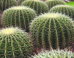 Cactus & Succulenten